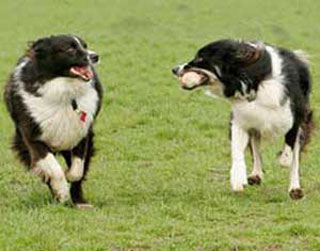 bingo & tucker