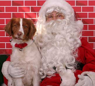 santa paws