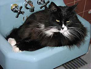 basin boy